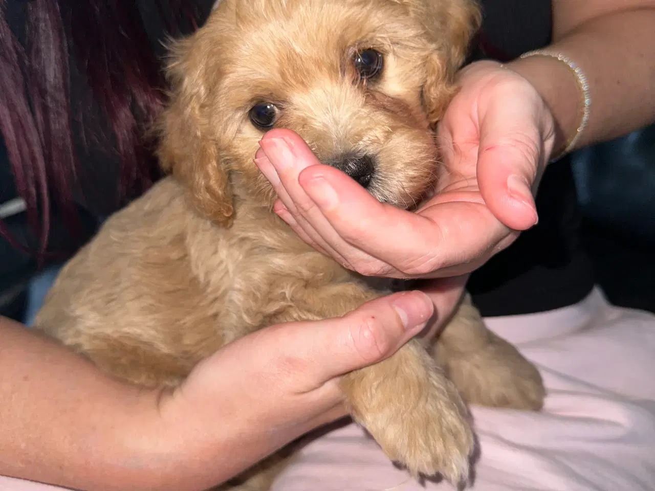 Billede 3 - Maltipoo F1 hvalpe