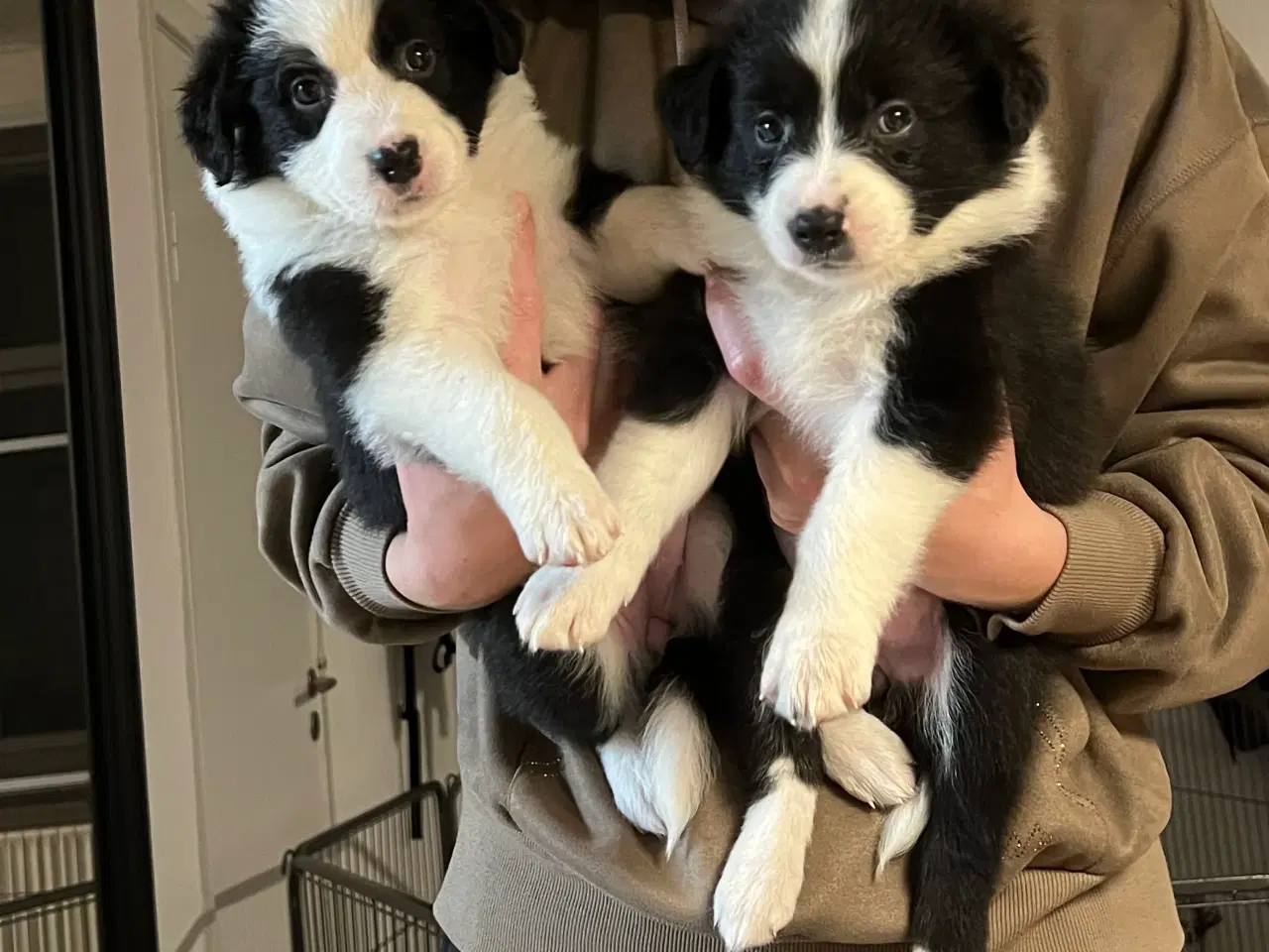 Billede 2 - Border Aussie hvalpe