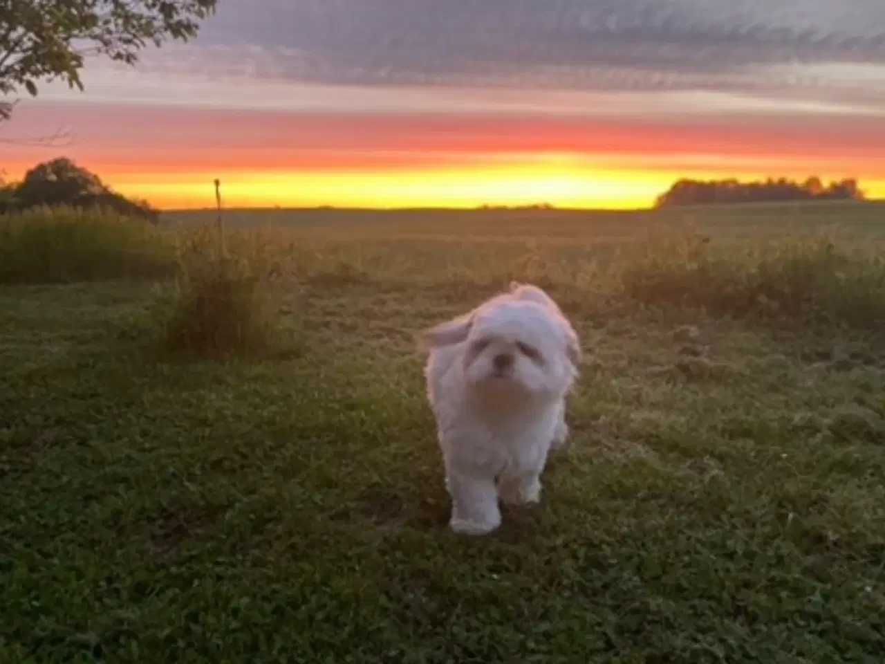 Billede 6 - 🐶 Skøn Shih Tzu hvalp søger kærligt hjem