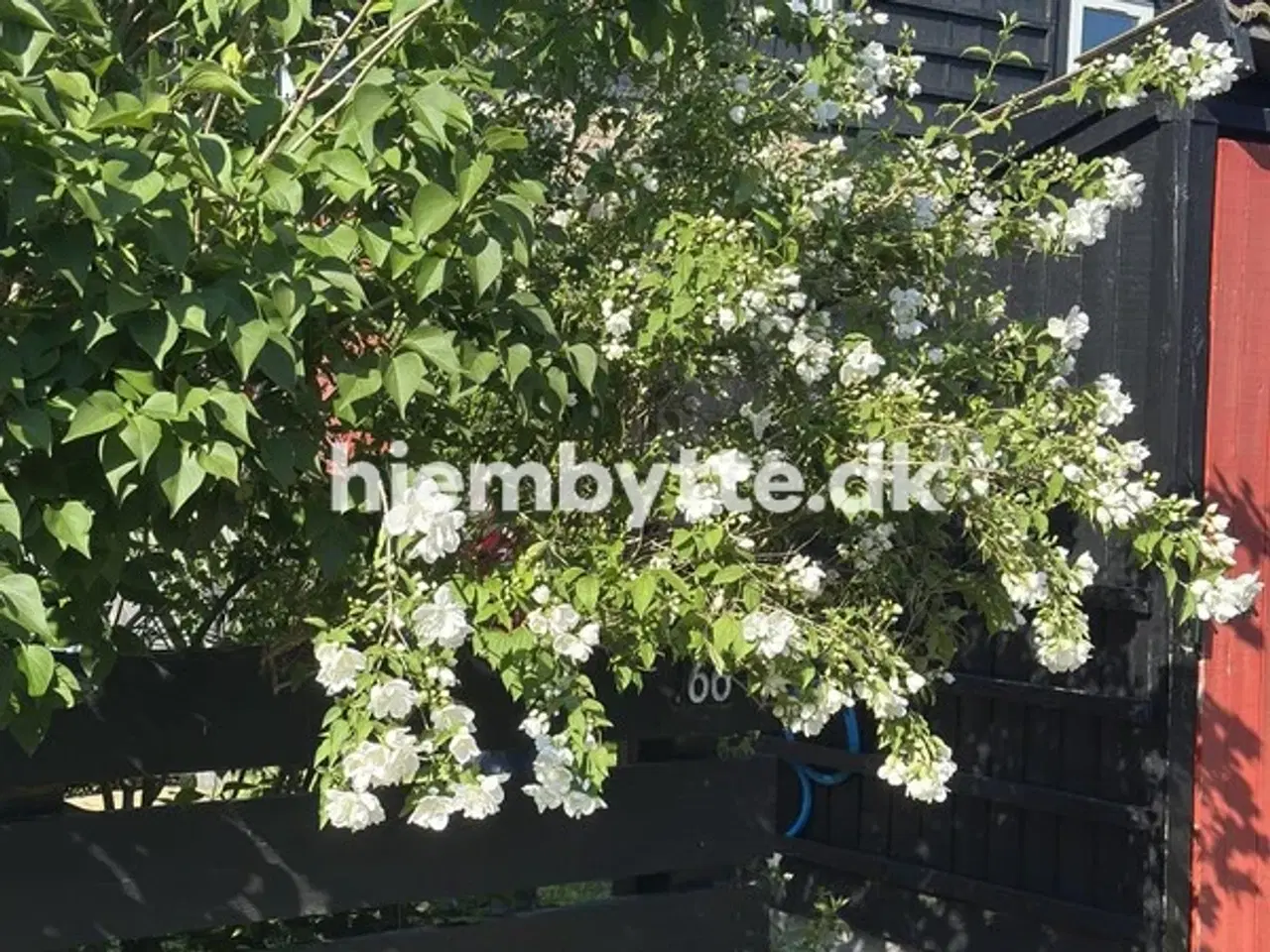 Billede 7 - Hjembytte - Højsletten