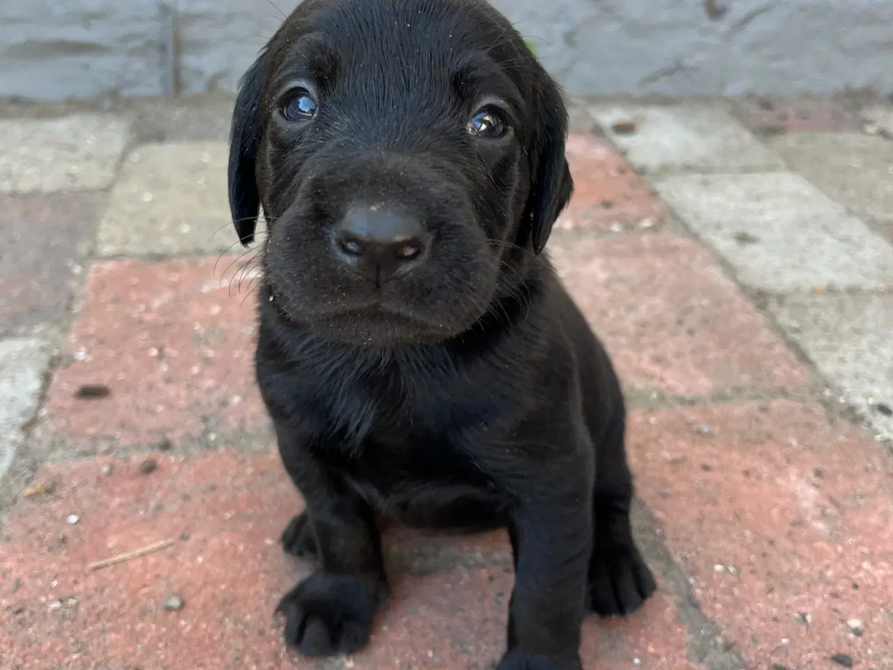 Billede 2 - 🐾 Labrador Formel 1 Hvalpe til Salg 🐾