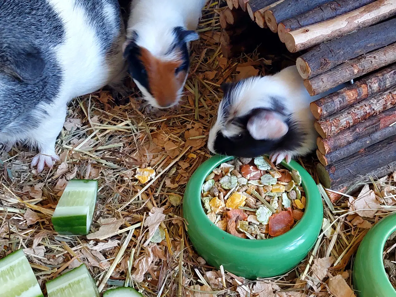 Billede 9 - 3 søde unger