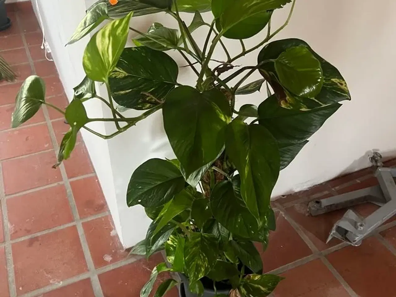 Billede 4 - Div. planter (se billeder)