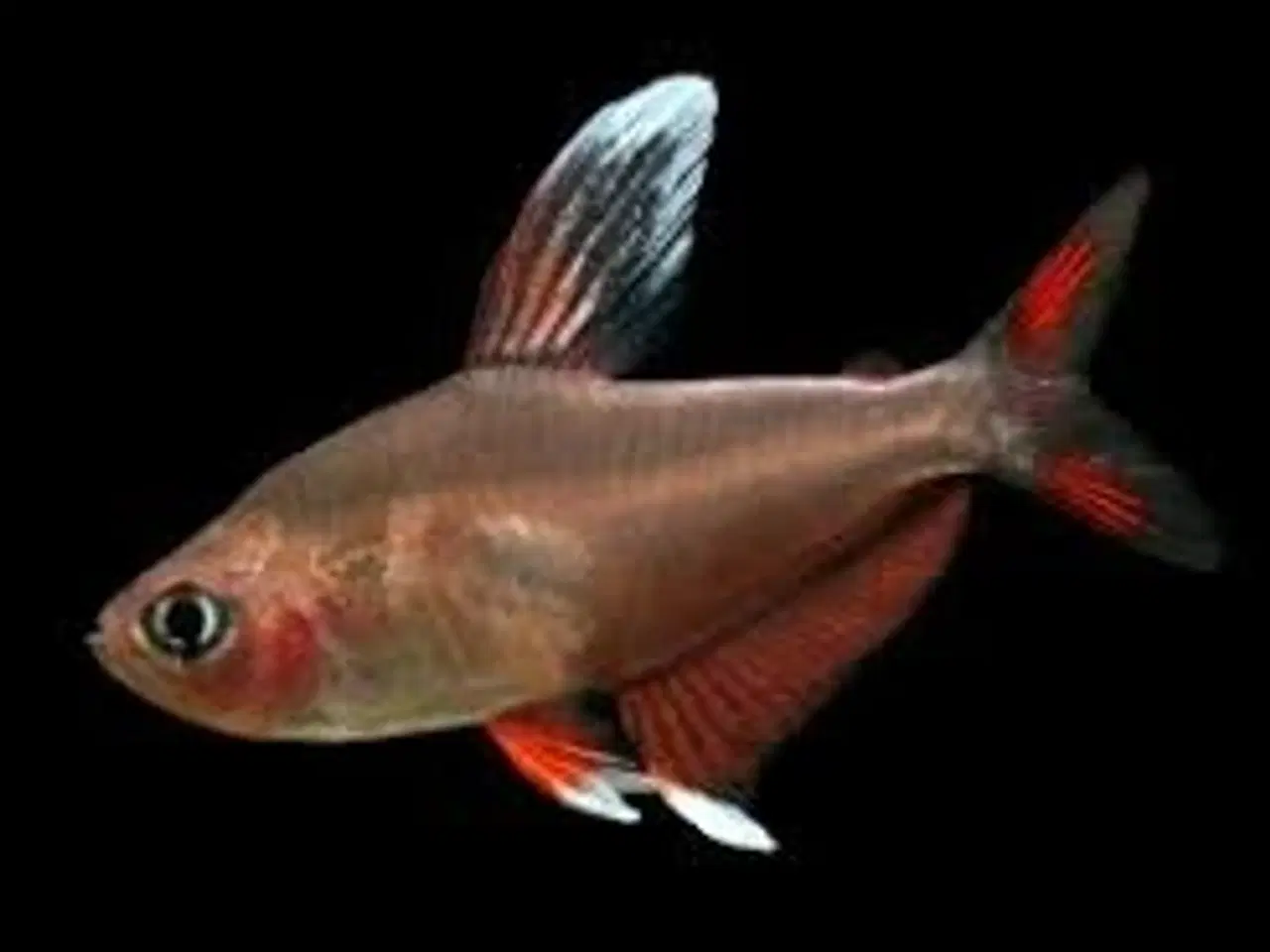 Billede 1 - ROSEN TETRA ((XL)) ((STORE)) ((3-3,5 CM)) BILLIGT