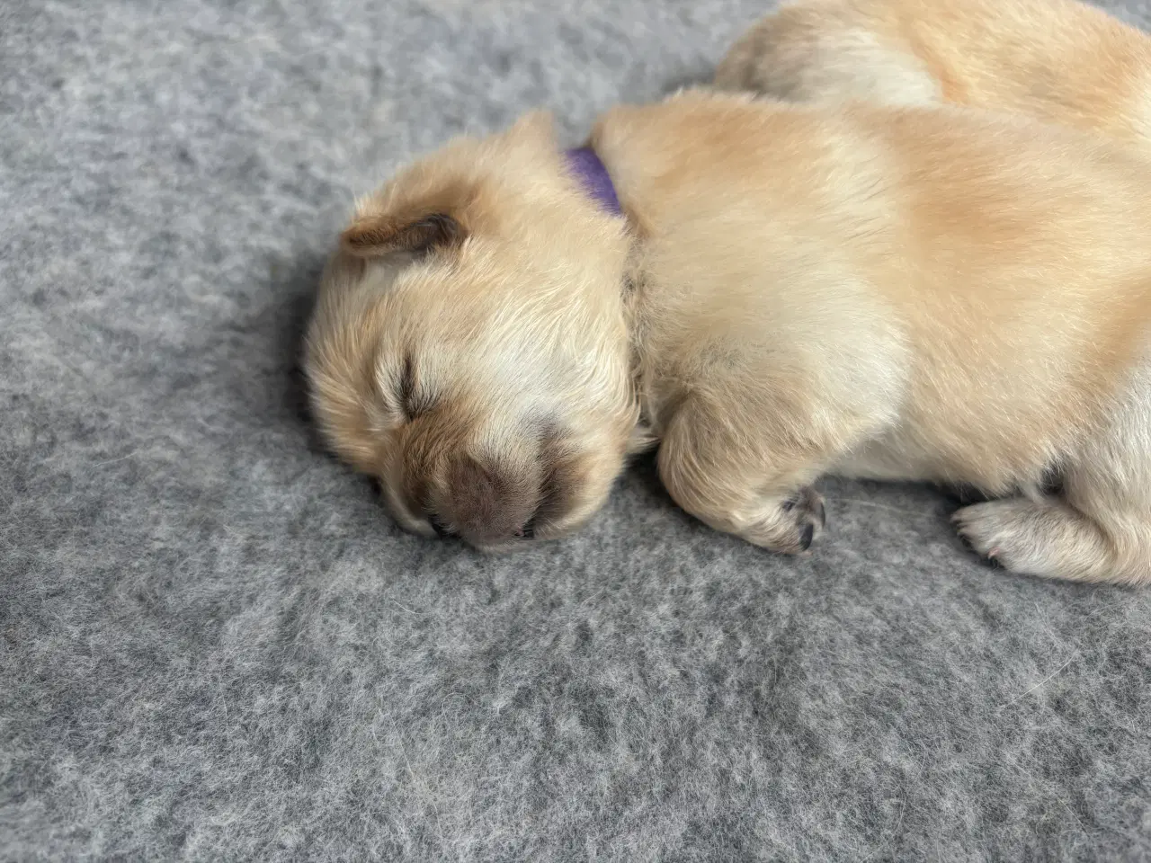 Billede 2 - Chow Chow Hvalpe
