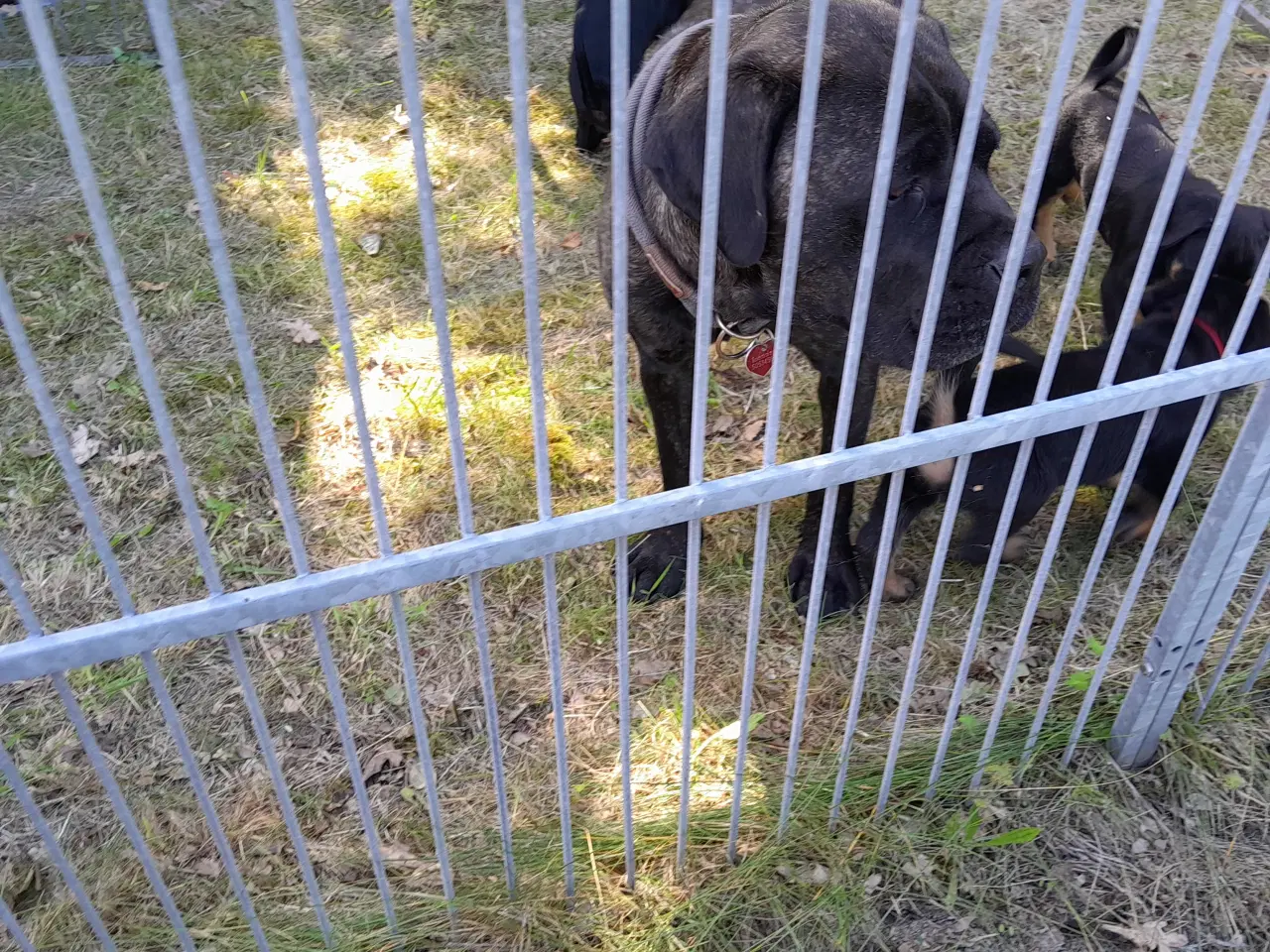 Billede 2 - Cane Corso Italiano 7 ugers.
