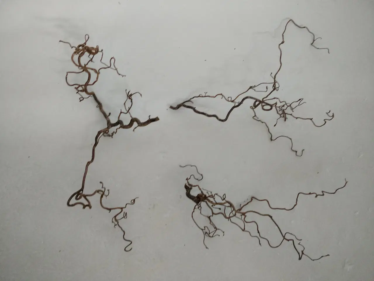 Billede 2 - Troldegrene