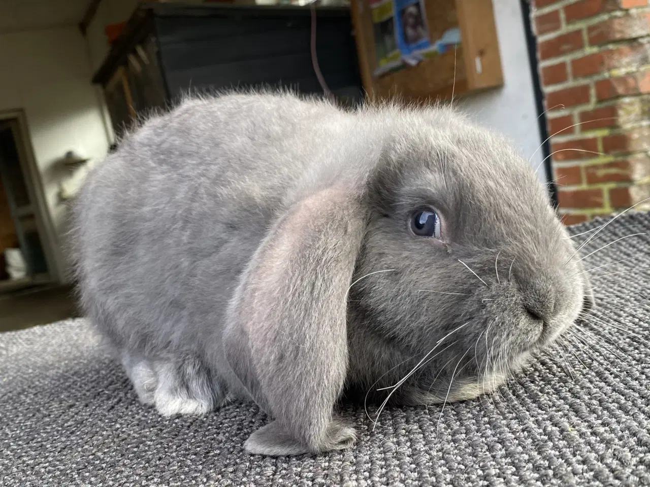 Billede 1 - FRANSK VÆDDER HAN BLÅ