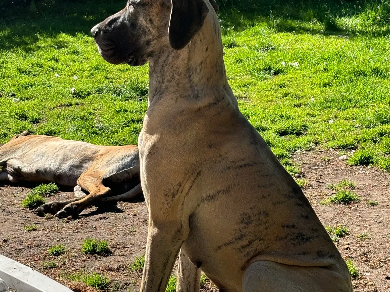 Billede 6 - Grand Danois hvalpe