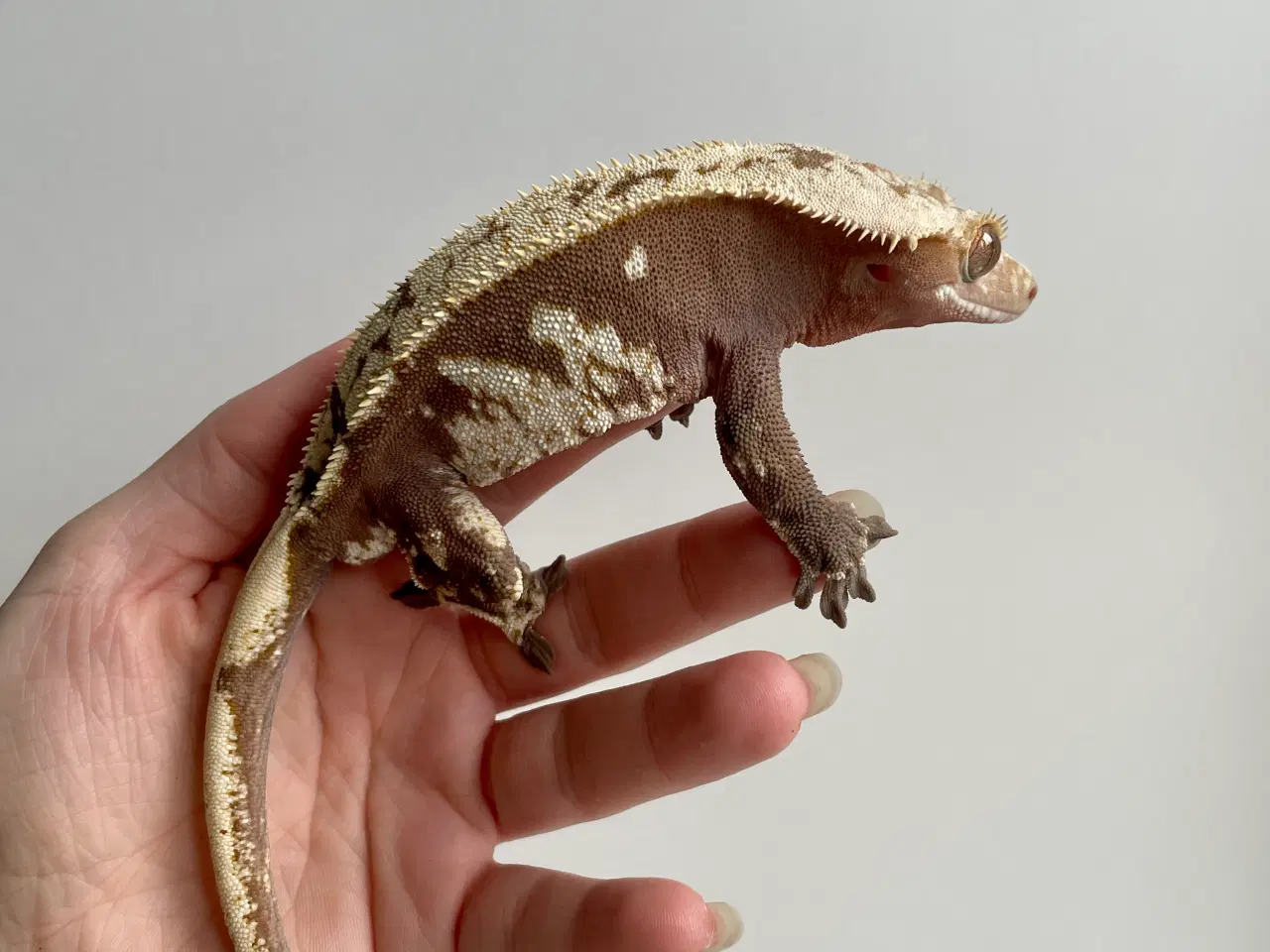 Billede 1 - Kronegekko