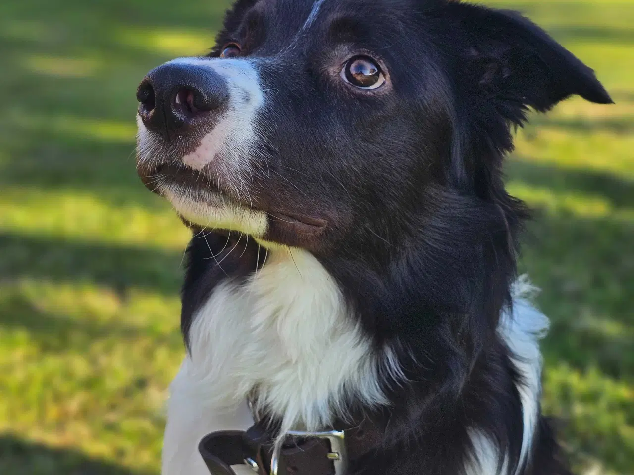 Billede 2 - Bordercolli (charlie) 1 år gammel
