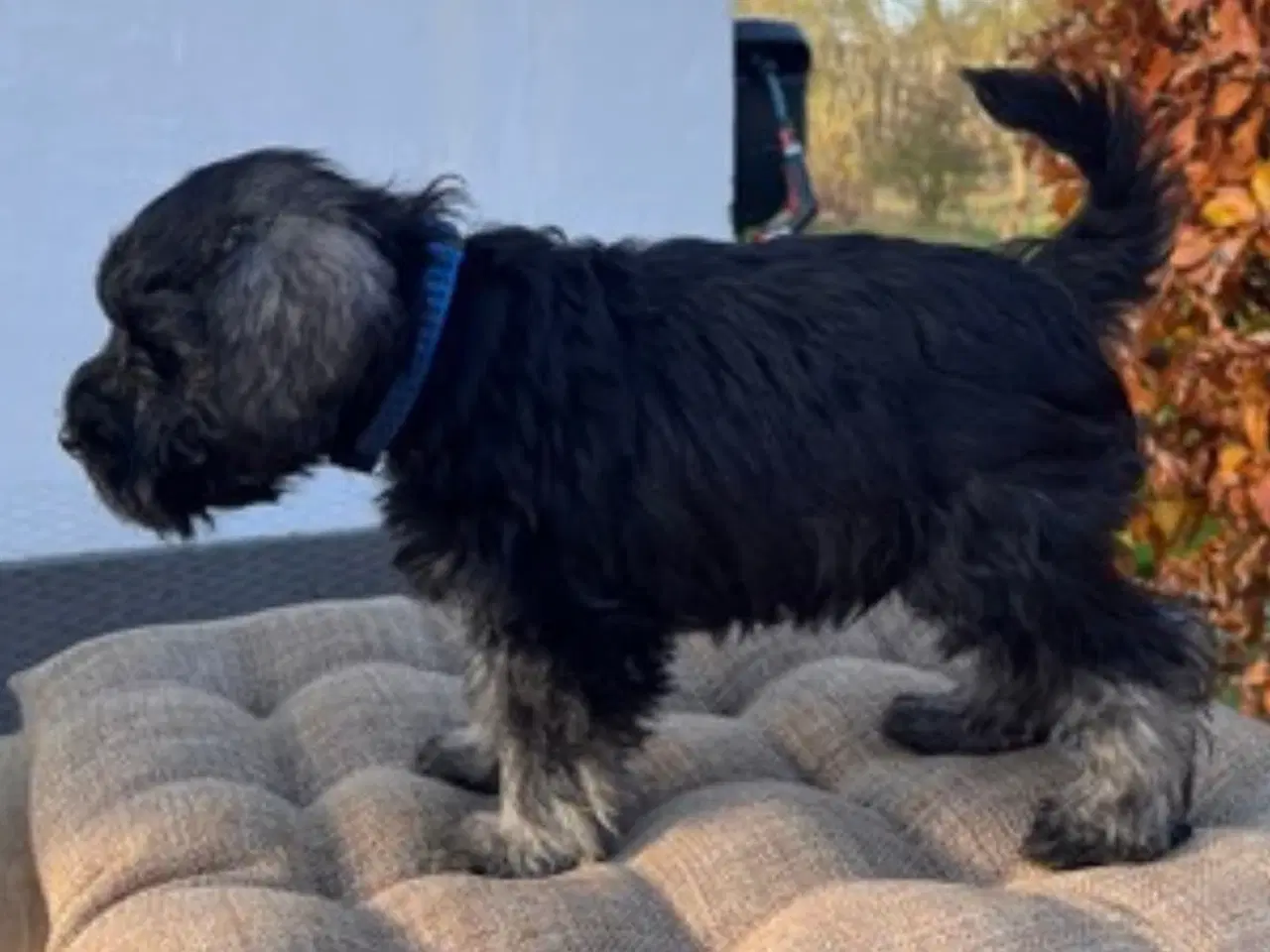 Billede 5 - Dværgschnauzer hvalpe – klar til nyt hjem 15/11-20