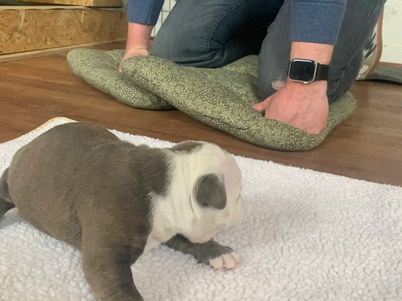 Billede 5 - New English Bulldog hvalpe 