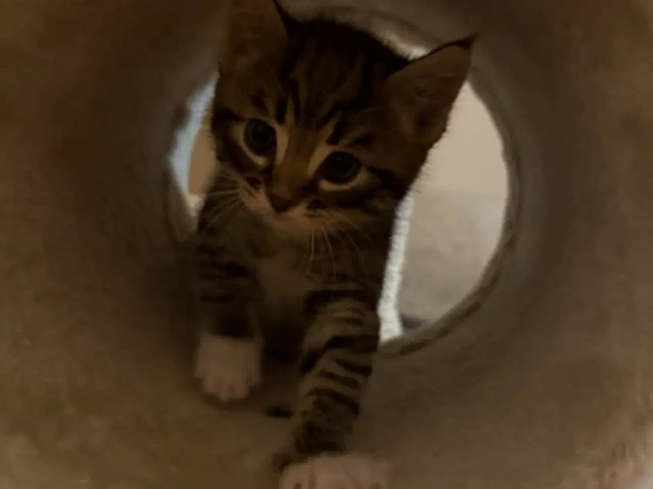 Billede 4 - Killinger - Ragdoll blanding