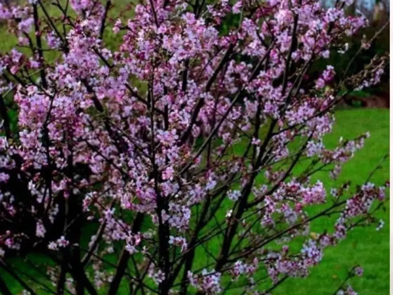 Billede 1 - Stikling af Japansk kirsebærtræ købes
