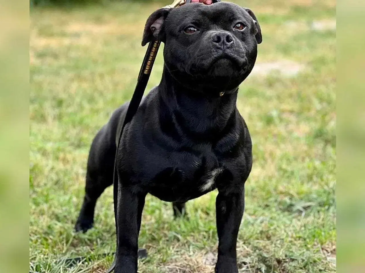 Billede 2 - Staffordshire bull terrier Hjem før pris 