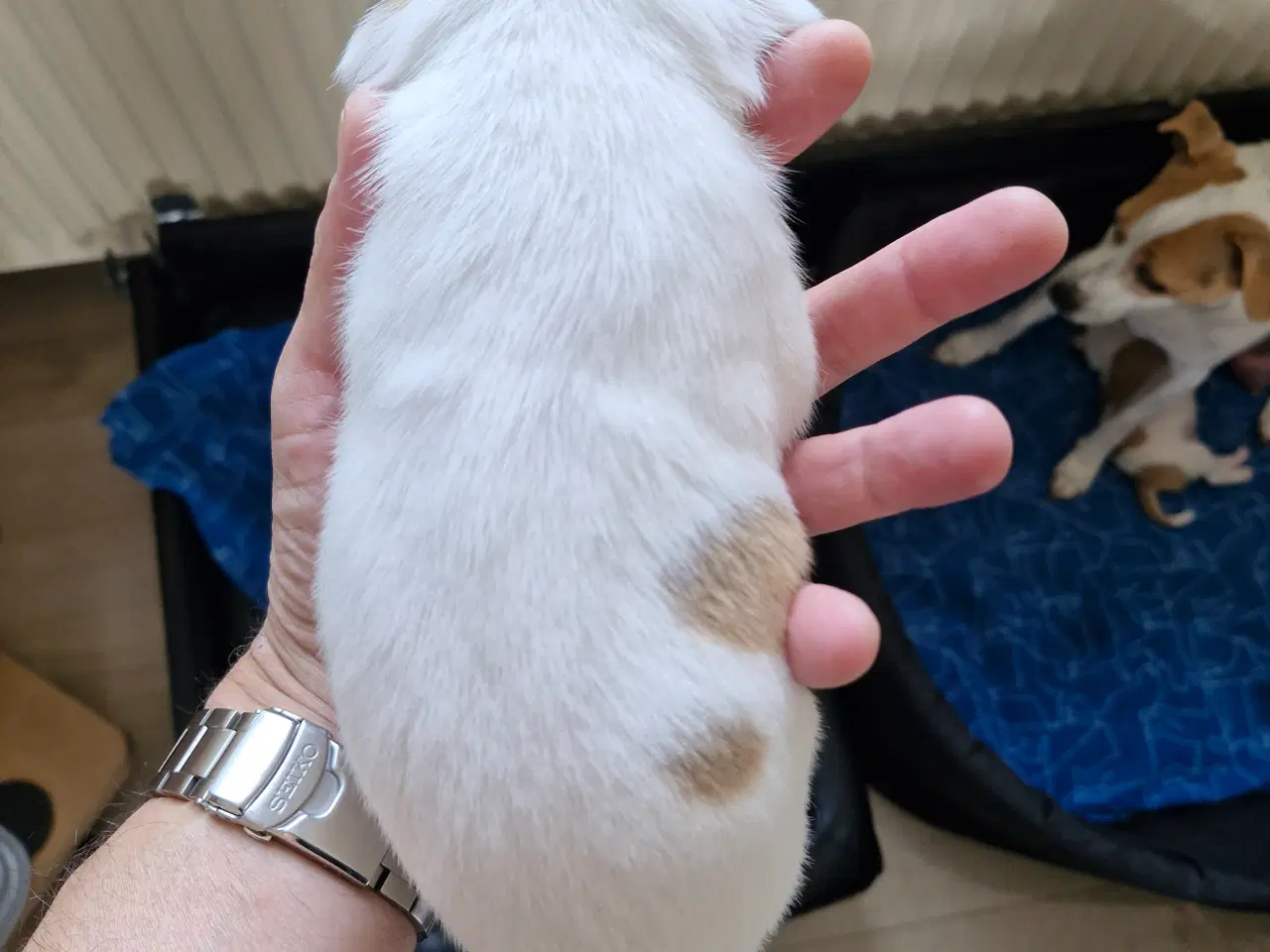 Billede 9 - Dansk svensk gårdhunde hvalpe 