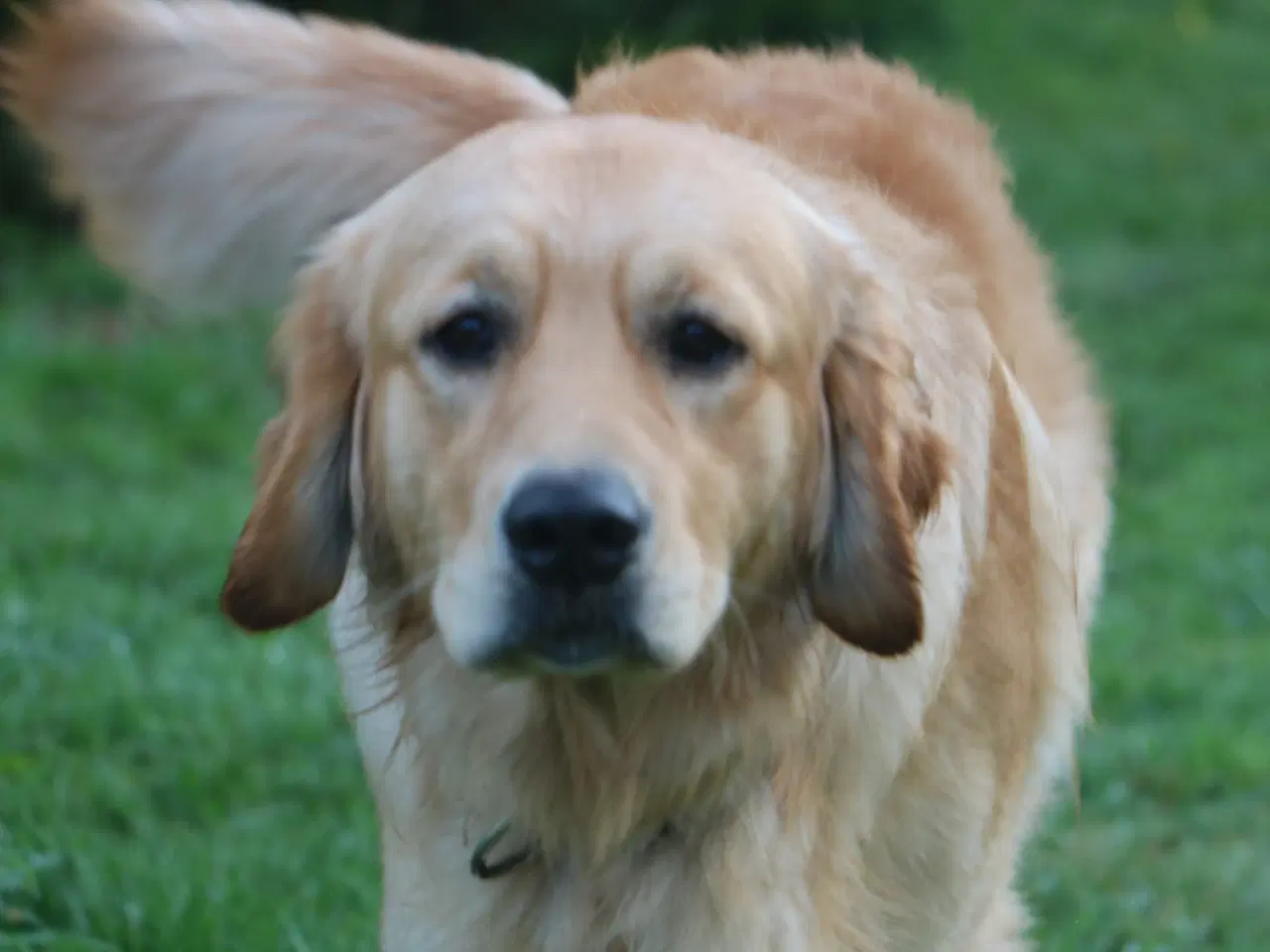 Billede 5 - Golden Retriever tilbydes til parring