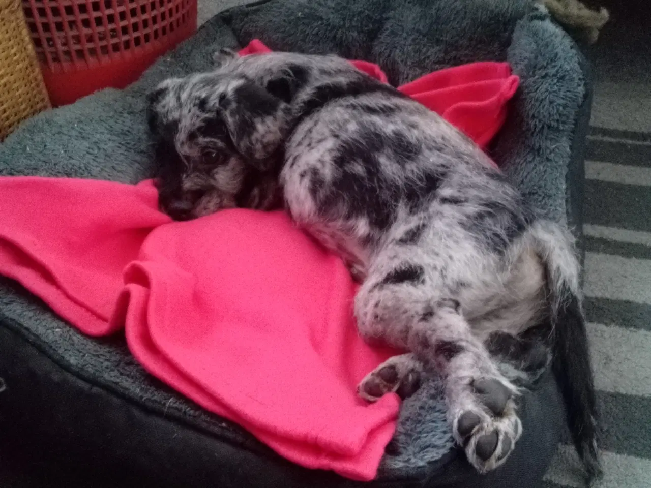 Billede 1 - Søde turbo 