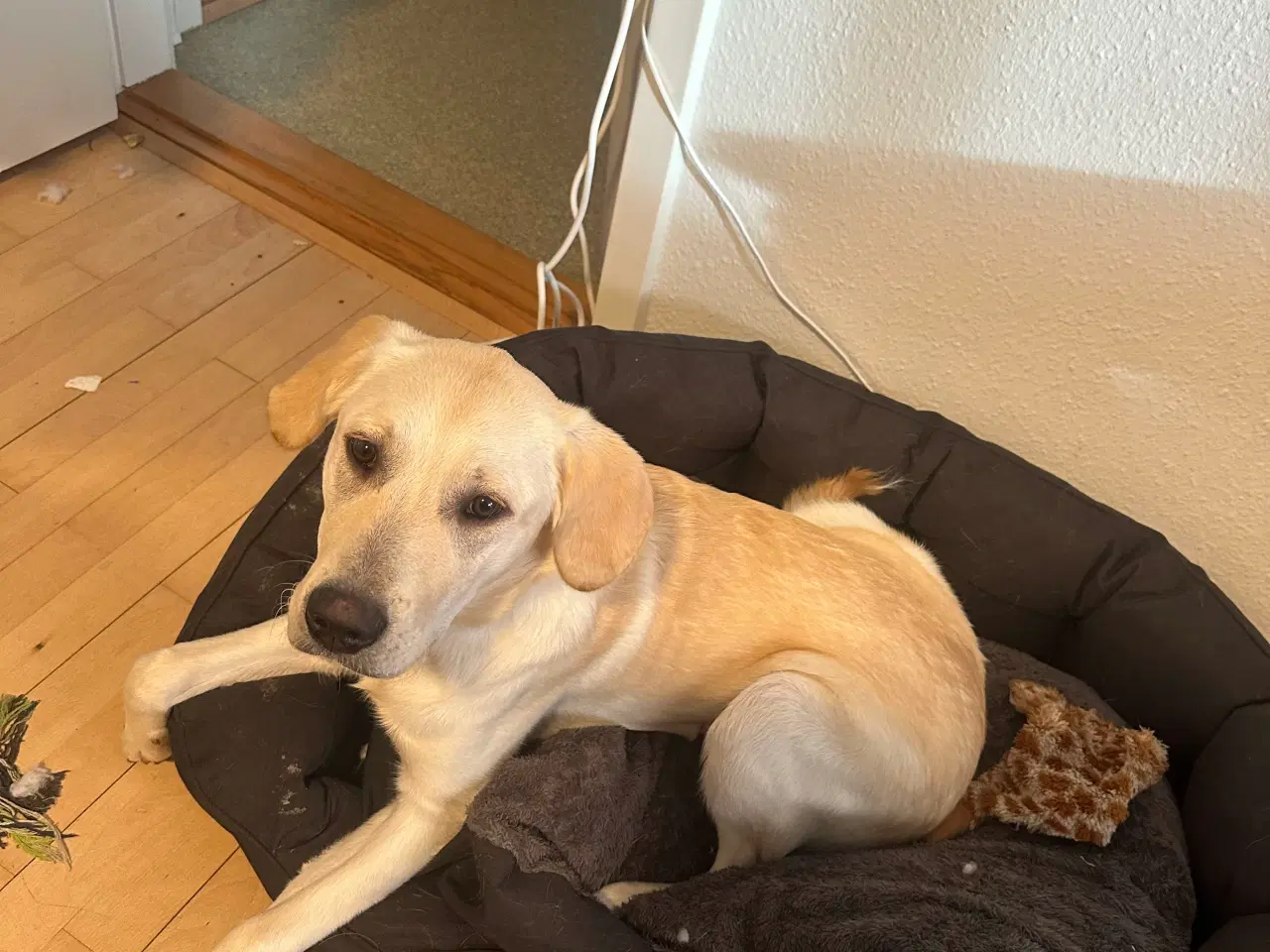 Billede 1 - Golden Retriever/ labrador Retriever 