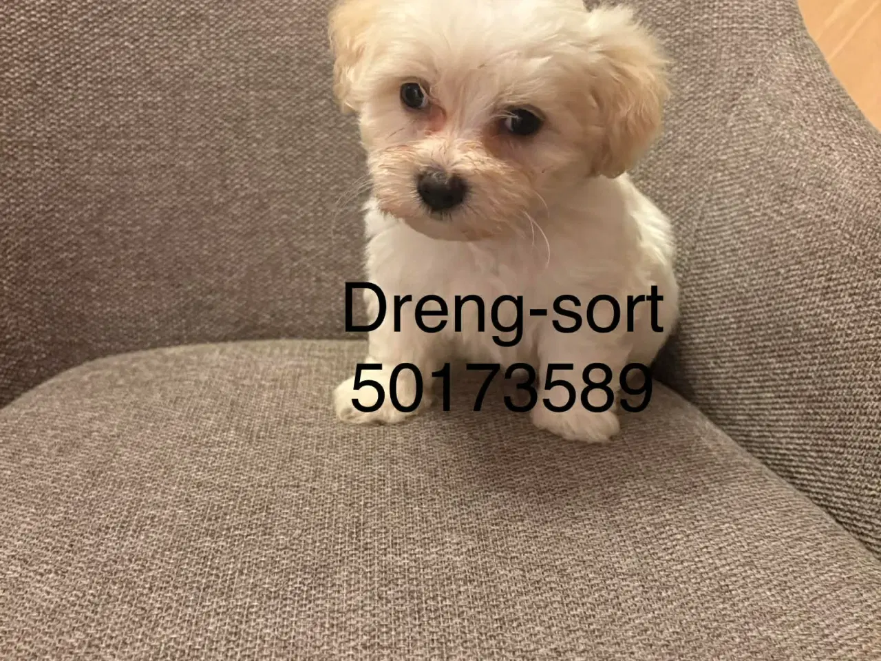 Billede 4 - Malteser hvalpe 6 uger