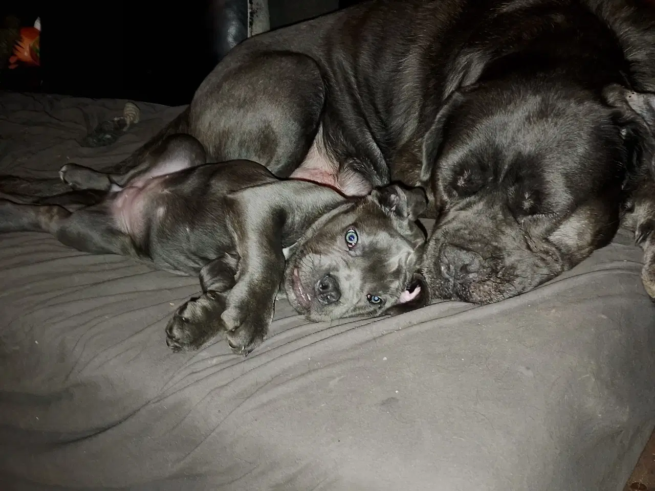 Billede 5 - Cane Corso hvalpe med de sødeste blå øjne 