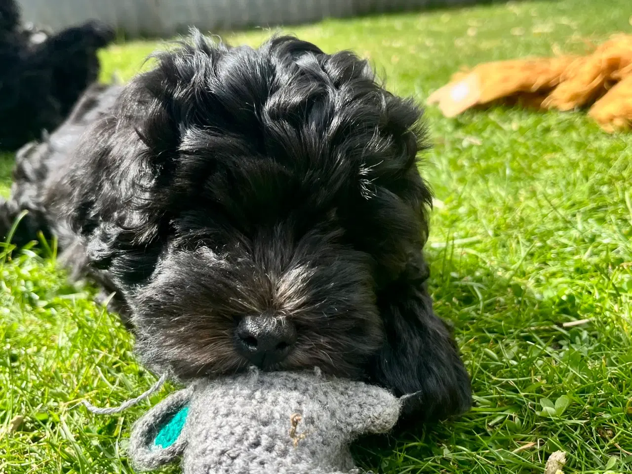 Billede 5 - Cavapoo-hvalpe 4 tilbage