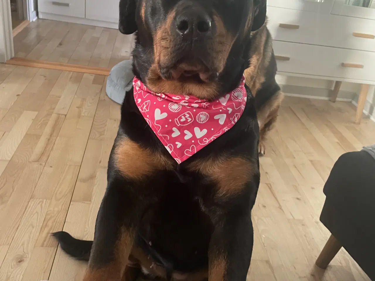 Billede 5 - Rottweiler tæve