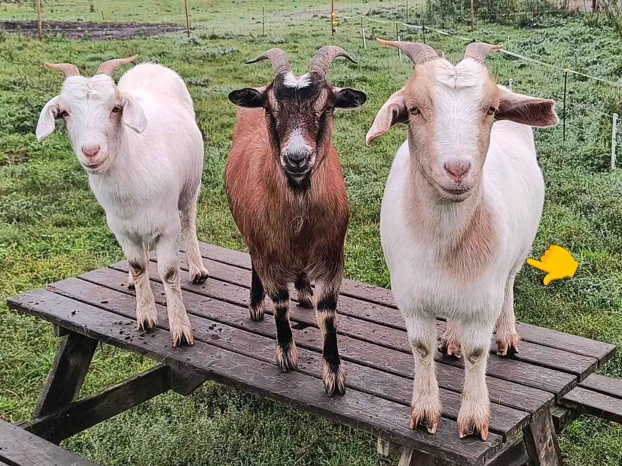 Billede 1 - Tam gimmer 2 år 