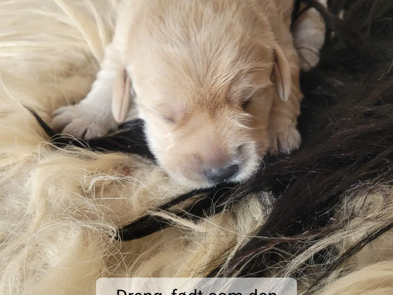 Billede 6 - Labradoodle/labrador F1 hvalpe søger nye hjem