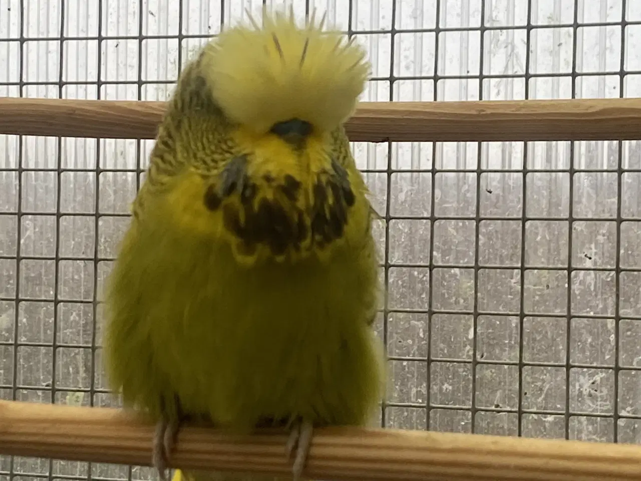 Billede 2 - Flot engelsk han