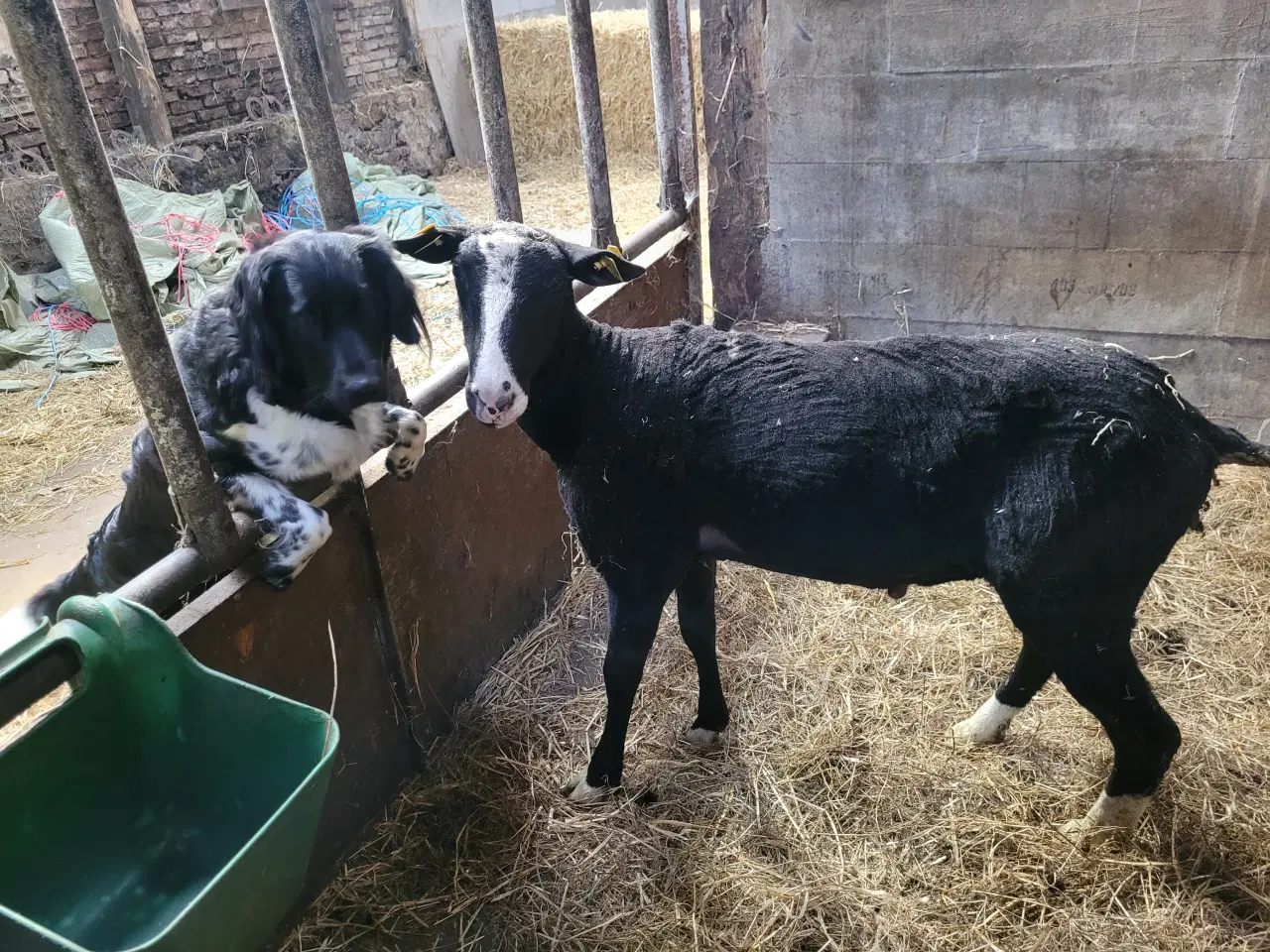 Billede 1 - Zwartbles  vædder 