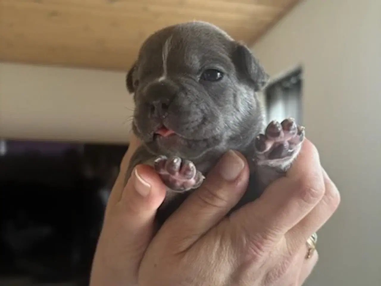 Billede 4 - Fransk Bulldog Hvalpe