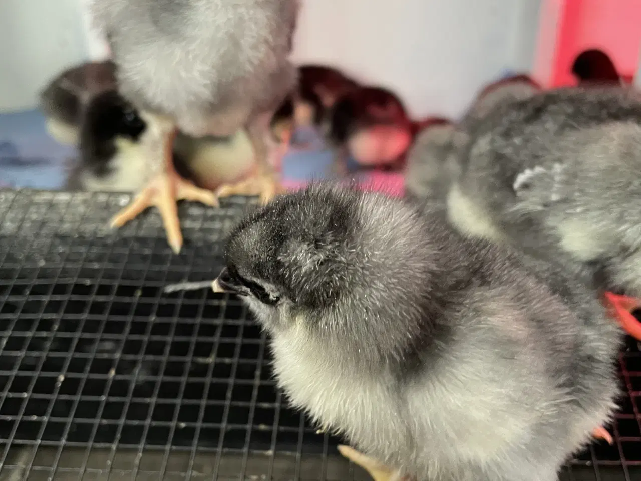 Billede 6 - Varmekrævende Kyllinger