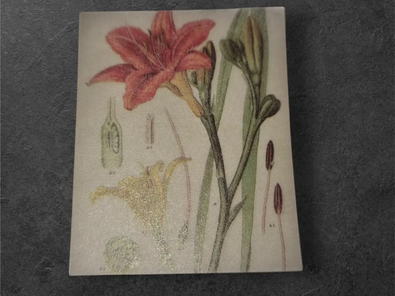 Billede 1 - Elegant papirark med rød lilje og botanisk motiv F