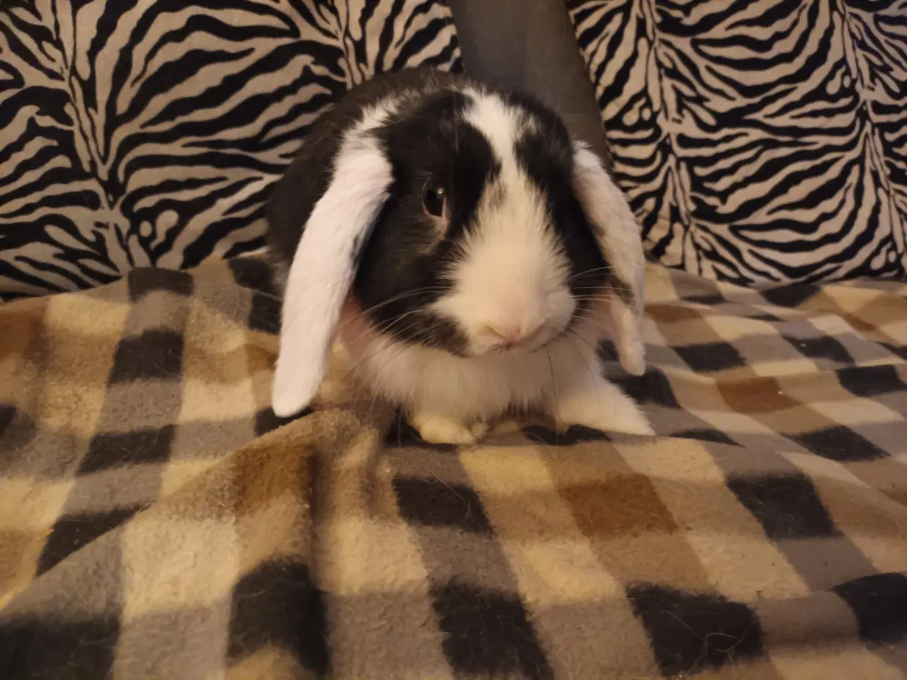 Billede 1 - Ung hunkanin sælges med bur