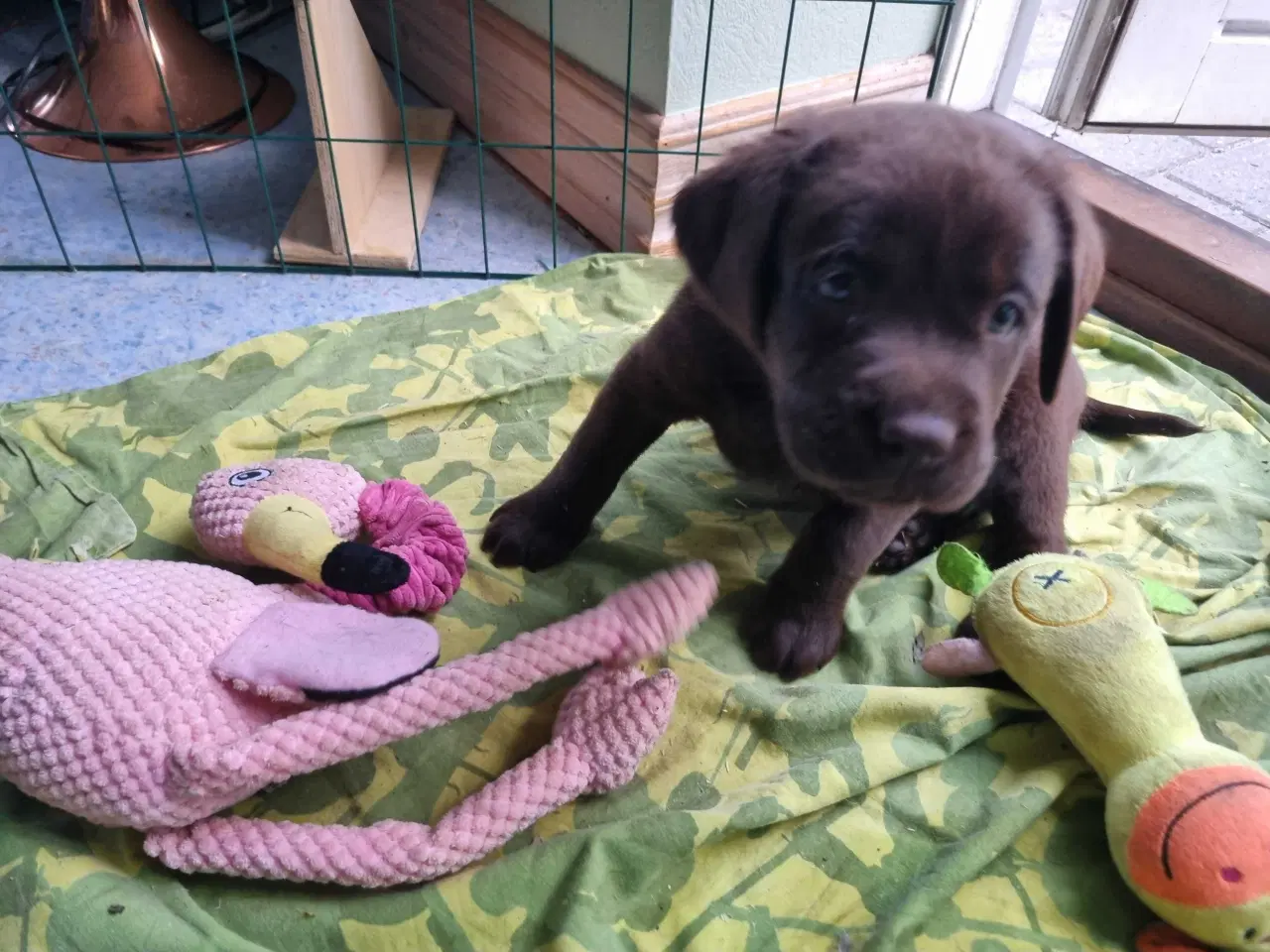 Billede 7 - Brun Labrador gammel slags