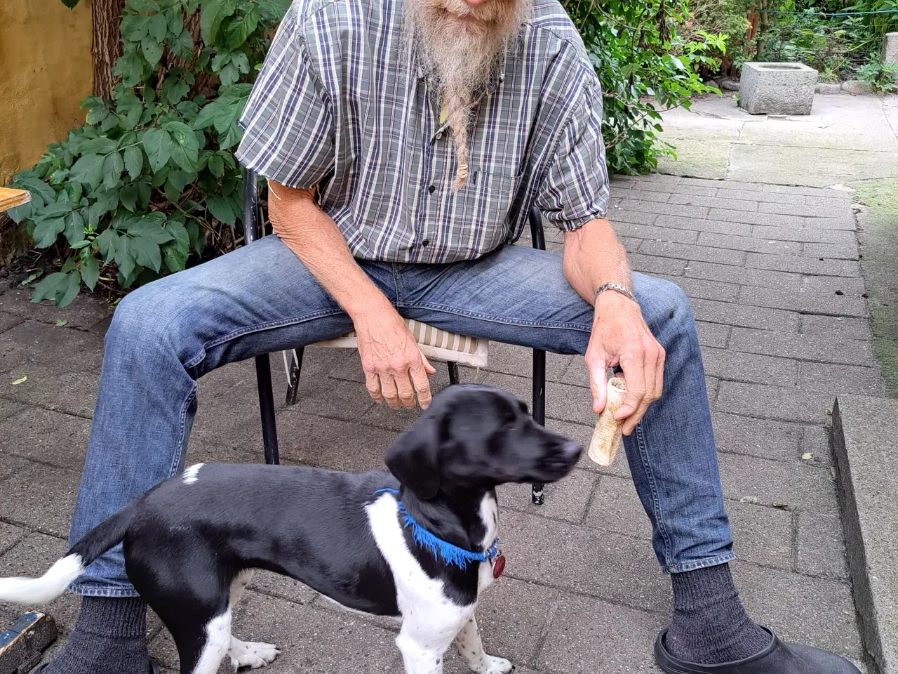 Billede 1 - Mest Dansk Svensk gårdhund.