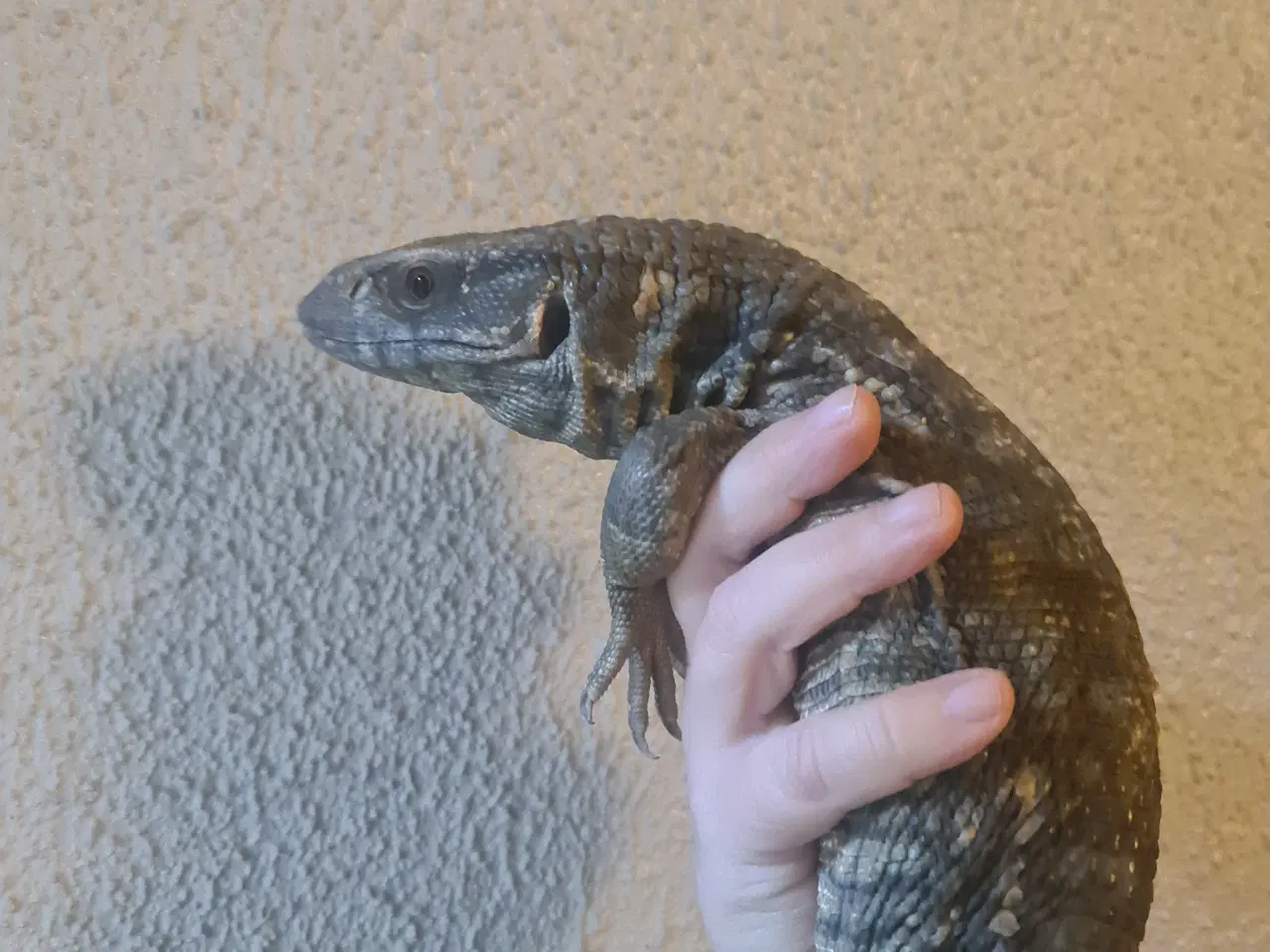 Billede 3 - Steppevaran (Varanus exanthematicus)