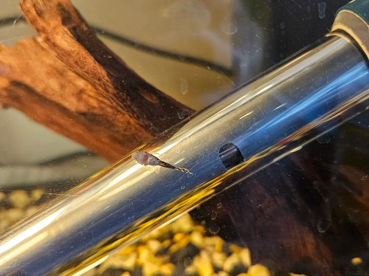 Billede 3 - Sugemalle-unger