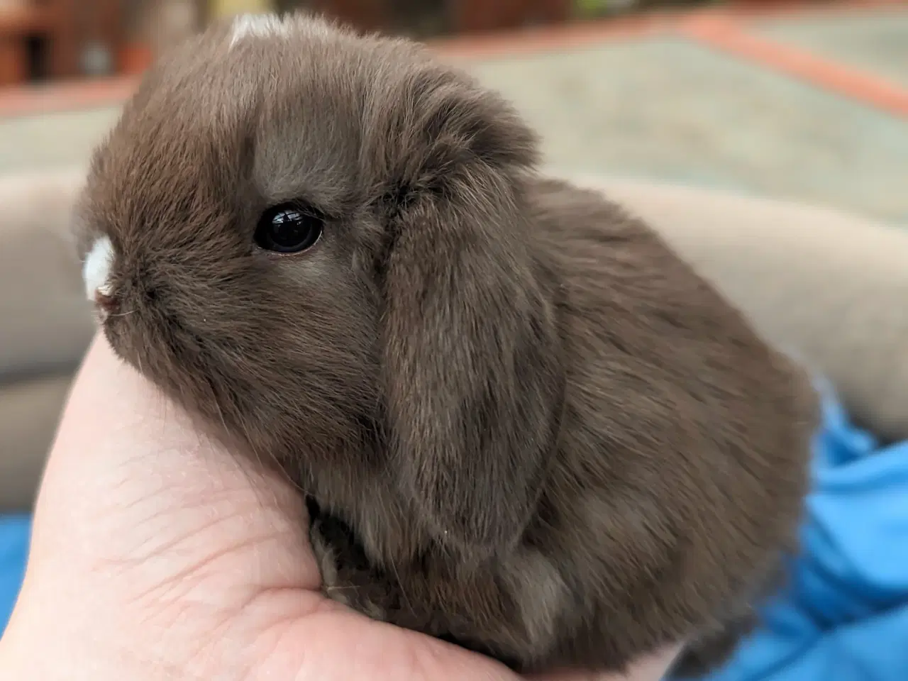 Billede 4 - Minilop kaninunge sælges