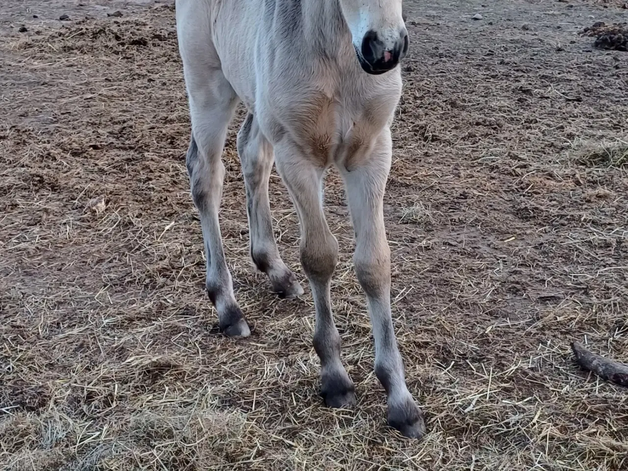 Billede 2 - Crossbred hoppe søger hjem