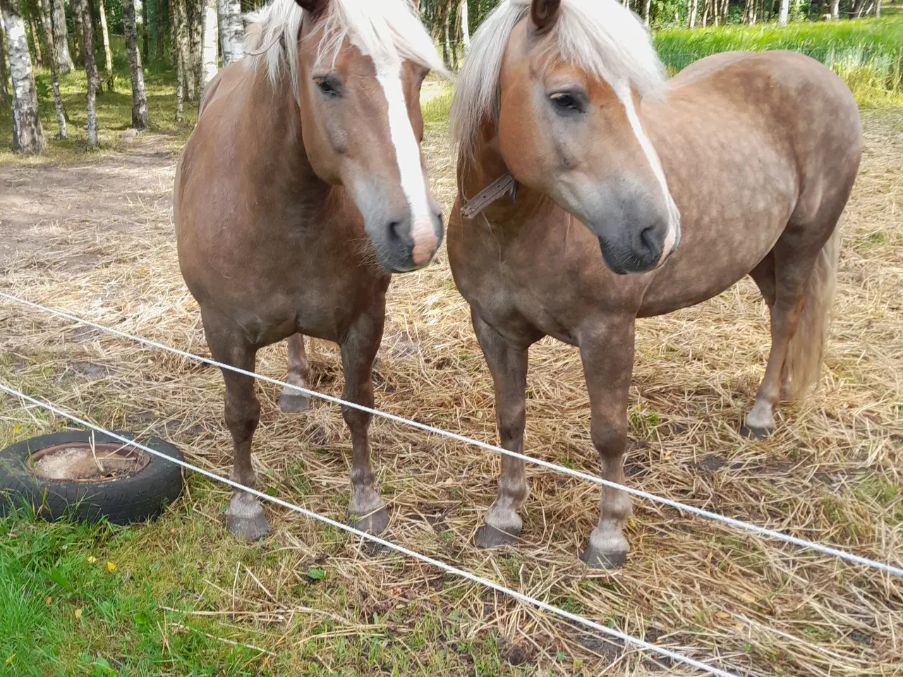 Billede 1 - To dejlige Haflinger heste begge vallaker søger et
