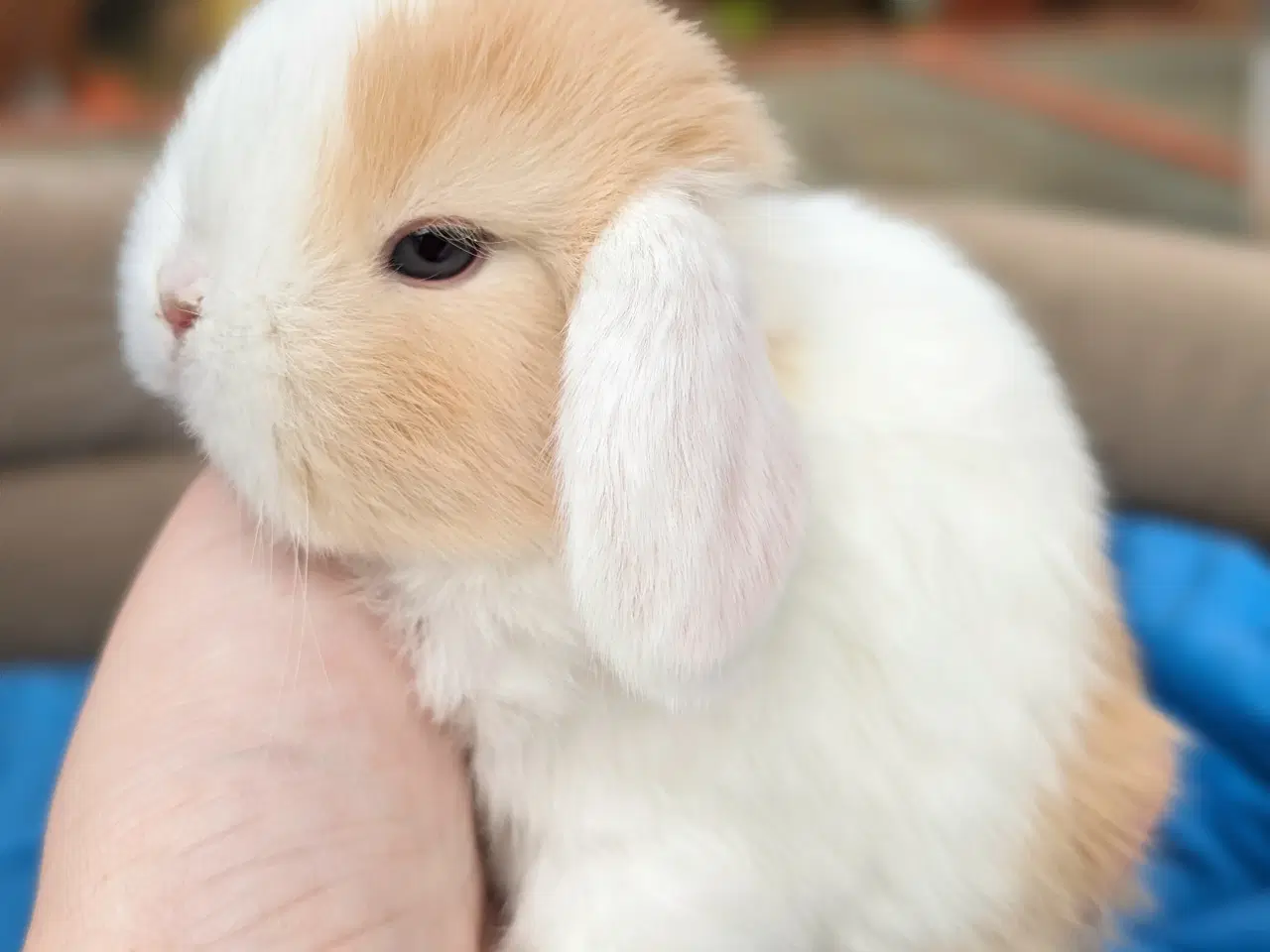 Billede 6 - Minilop kaninunge sælges