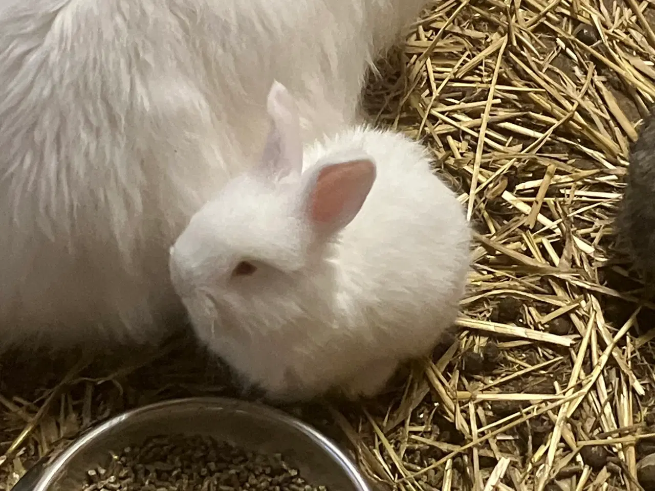 Billede 1 - Angorakanin unger