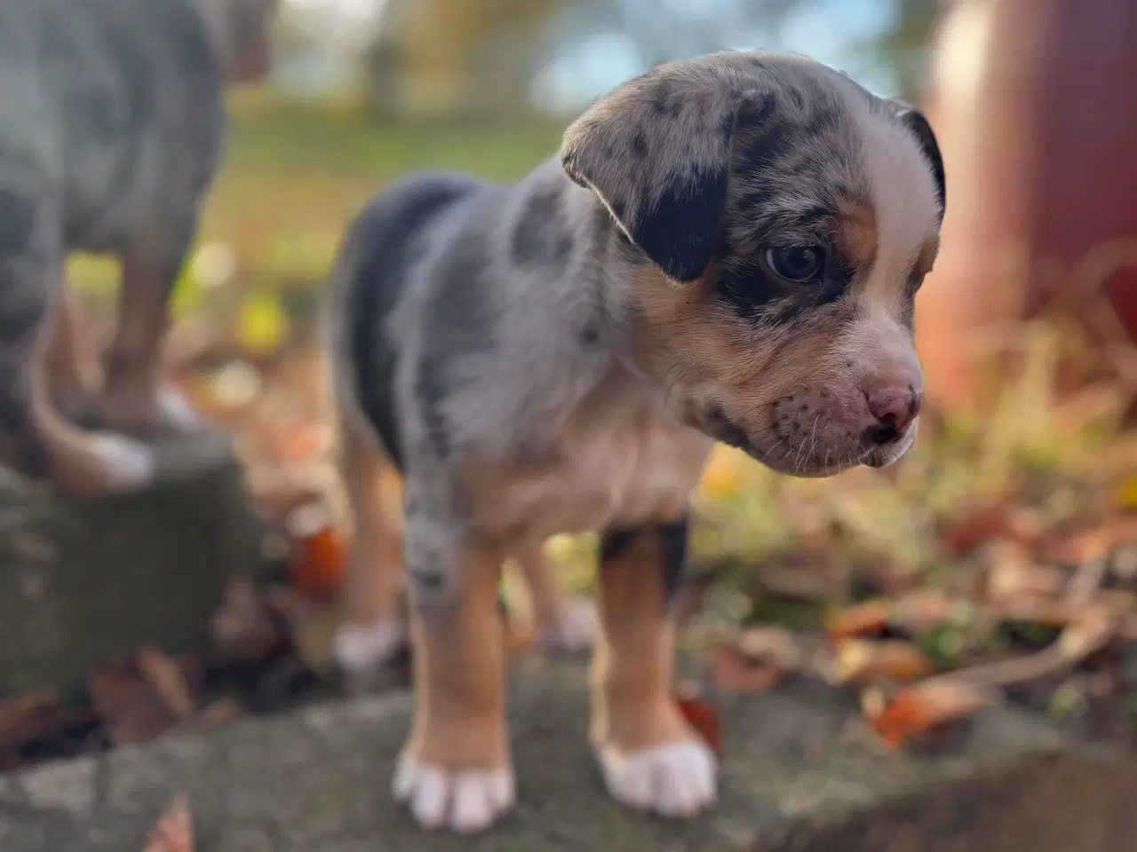 Billede 2 - Australian bulldog hvalp