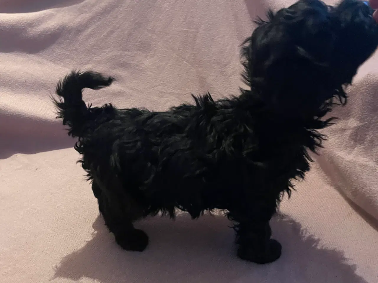 Billede 3 - Russkaya Tsvetsnaya Bolonka hvalp