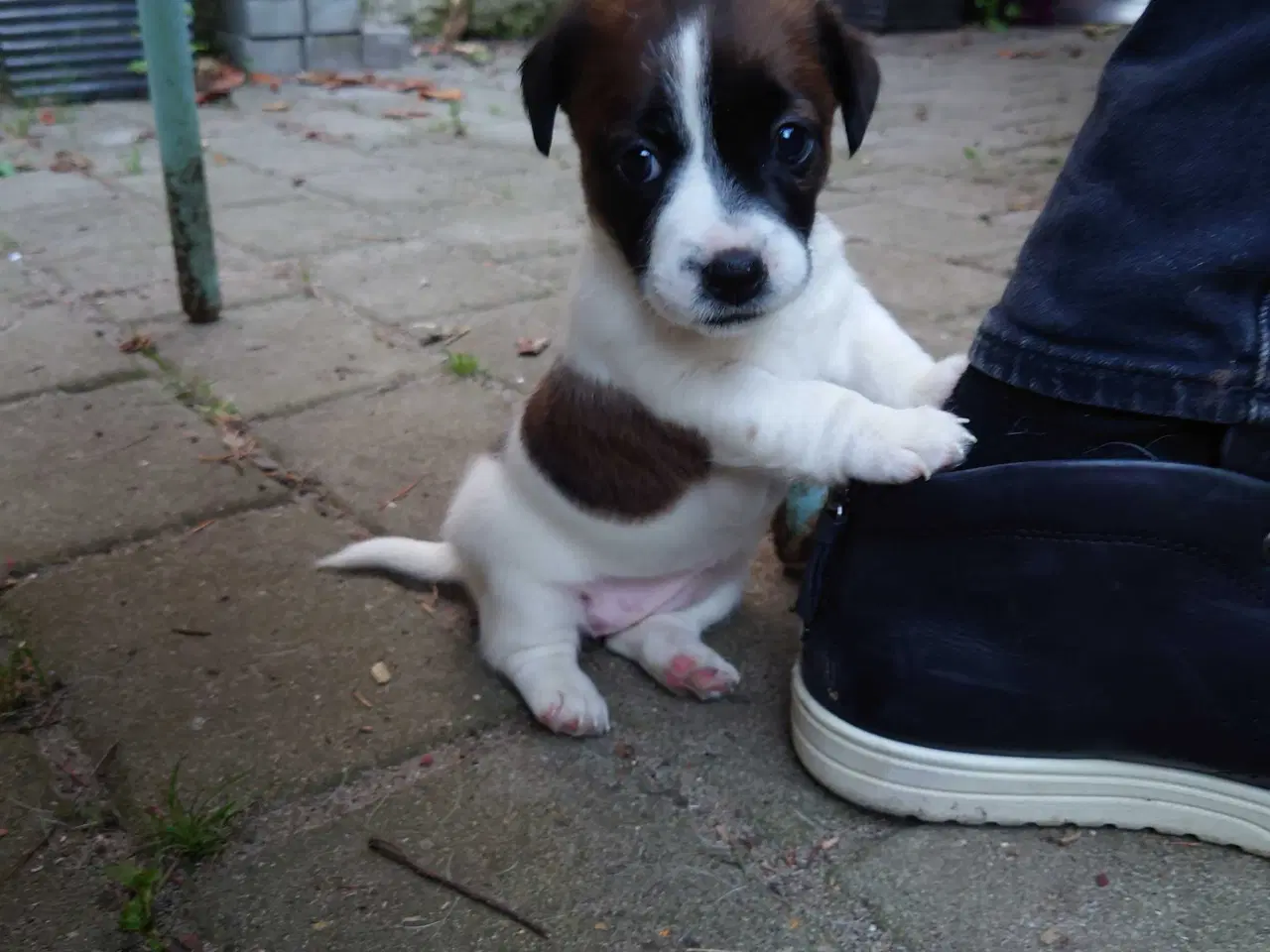Billede 2 - Jack Russel hvalp (lav benet type).