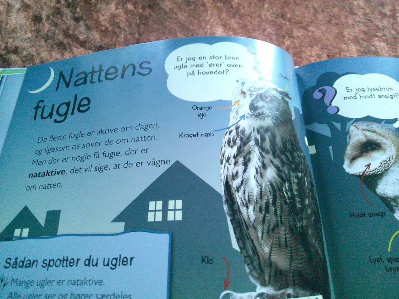 Billede 4 - Fugle, Terry Jennings