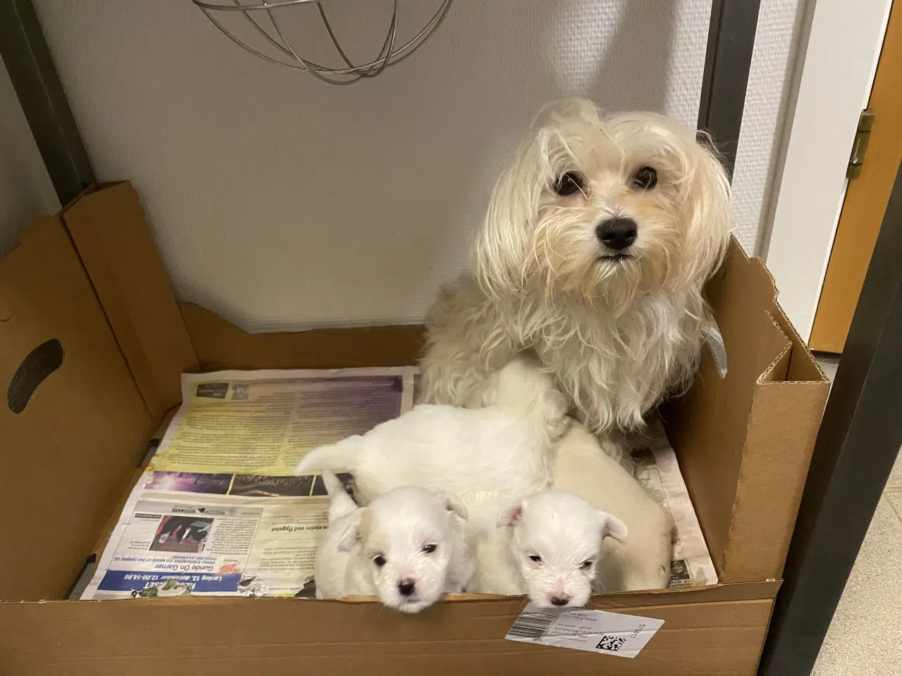 Billede 3 - Coton de Tulear hvalpe
